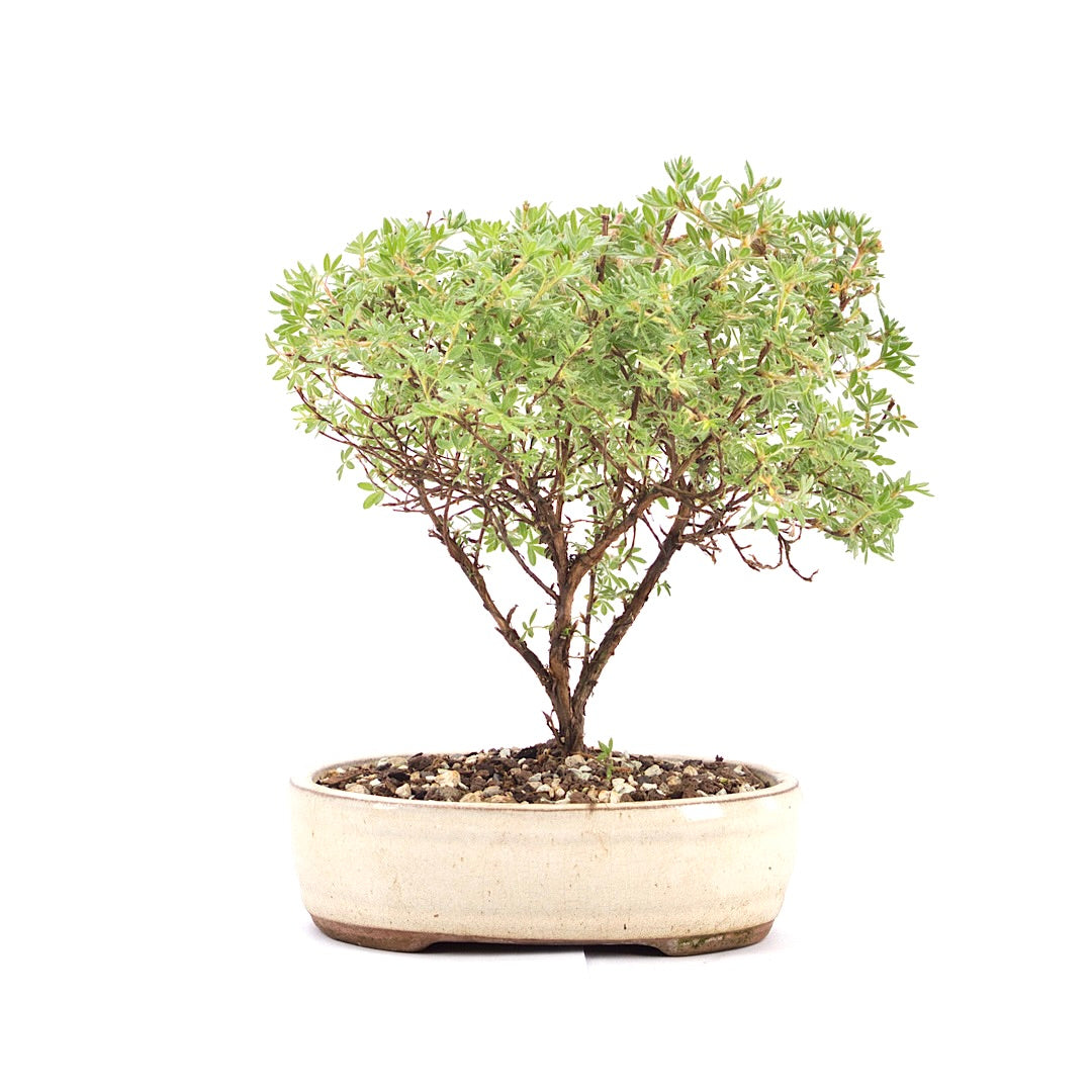 Gelber Fingerstrauch 'Potentilla fruticosa'